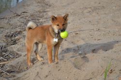 picture of dog
