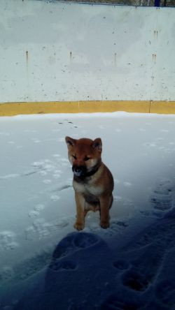 picture of dog