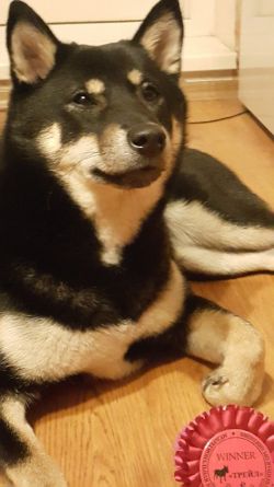 picture of dog