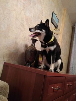picture of dog