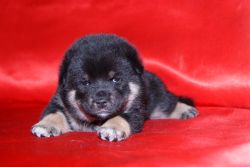 picture of dog