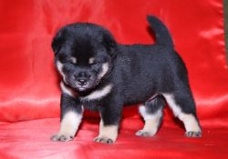 picture of dog