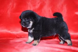 picture of dog