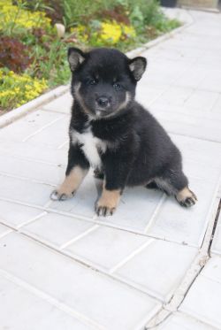 picture of dog