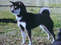 picture of dog