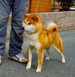 picture of dog