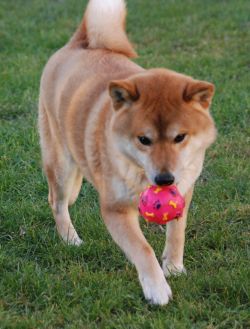 picture of dog