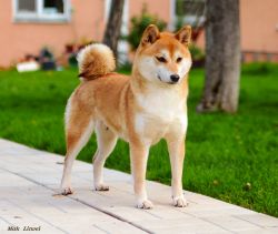 picture of dog