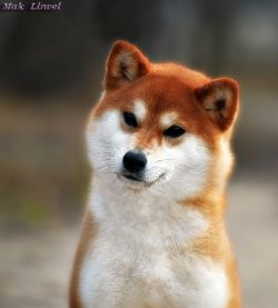 picture of dog
