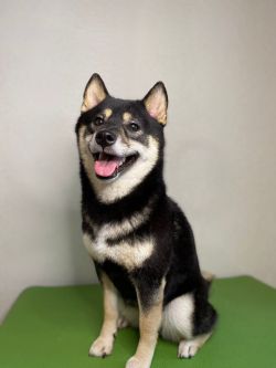 picture of dog