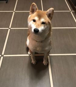 picture of dog