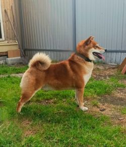 picture of dog
