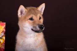 picture of dog