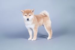 picture of dog