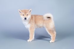picture of dog