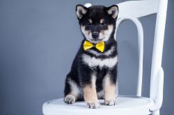 picture of dog