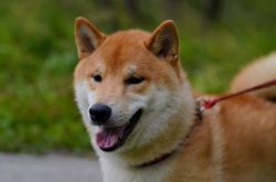 picture of dog