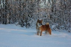 picture of dog