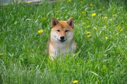 picture of dog