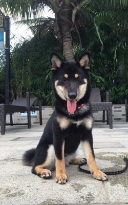 picture of dog