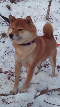 picture of dog