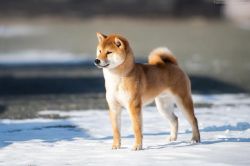 picture of dog
