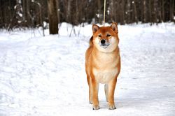picture of dog