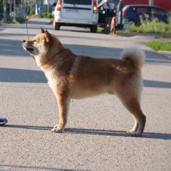 picture of dog