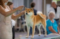 picture of dog