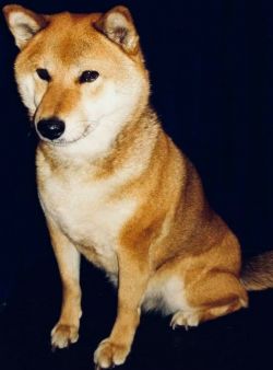 picture of dog