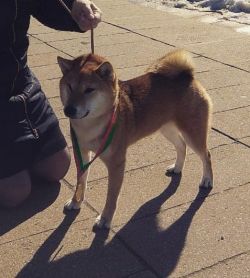 picture of dog