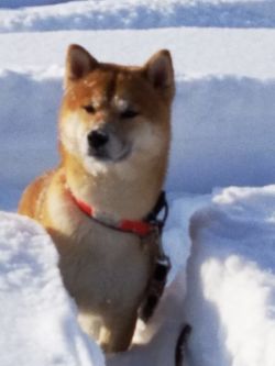 picture of dog