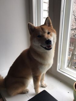 picture of dog