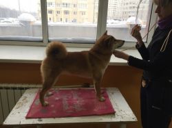 picture of dog