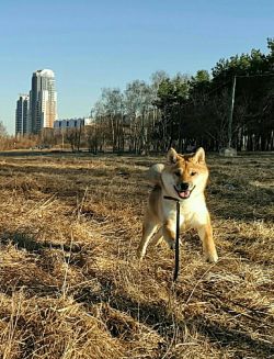 picture of dog