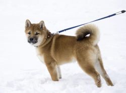 picture of dog