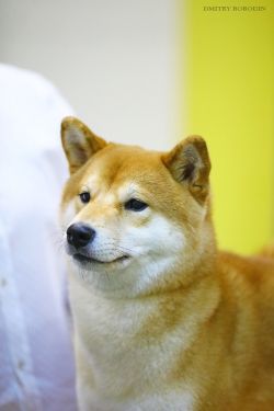 picture of dog