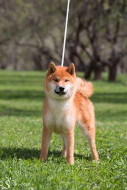 picture of dog