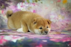 picture of dog