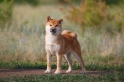 picture of dog