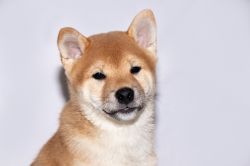 picture of dog