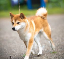 picture of dog