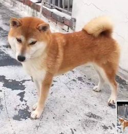 picture of dog