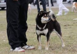 picture of dog