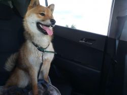 picture of dog