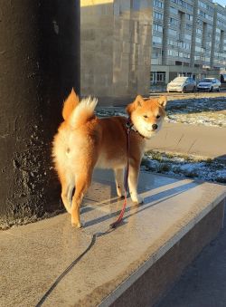 picture of dog