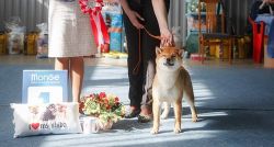 picture of dog