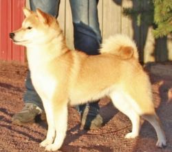 picture of dog