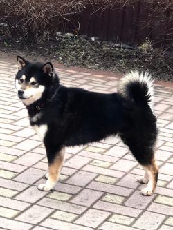 picture of dog