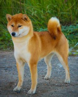 picture of dog